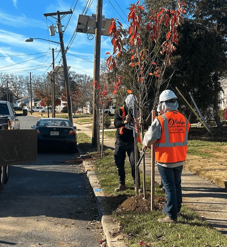 Residential landscaping crew installing trees and plants along a residential property